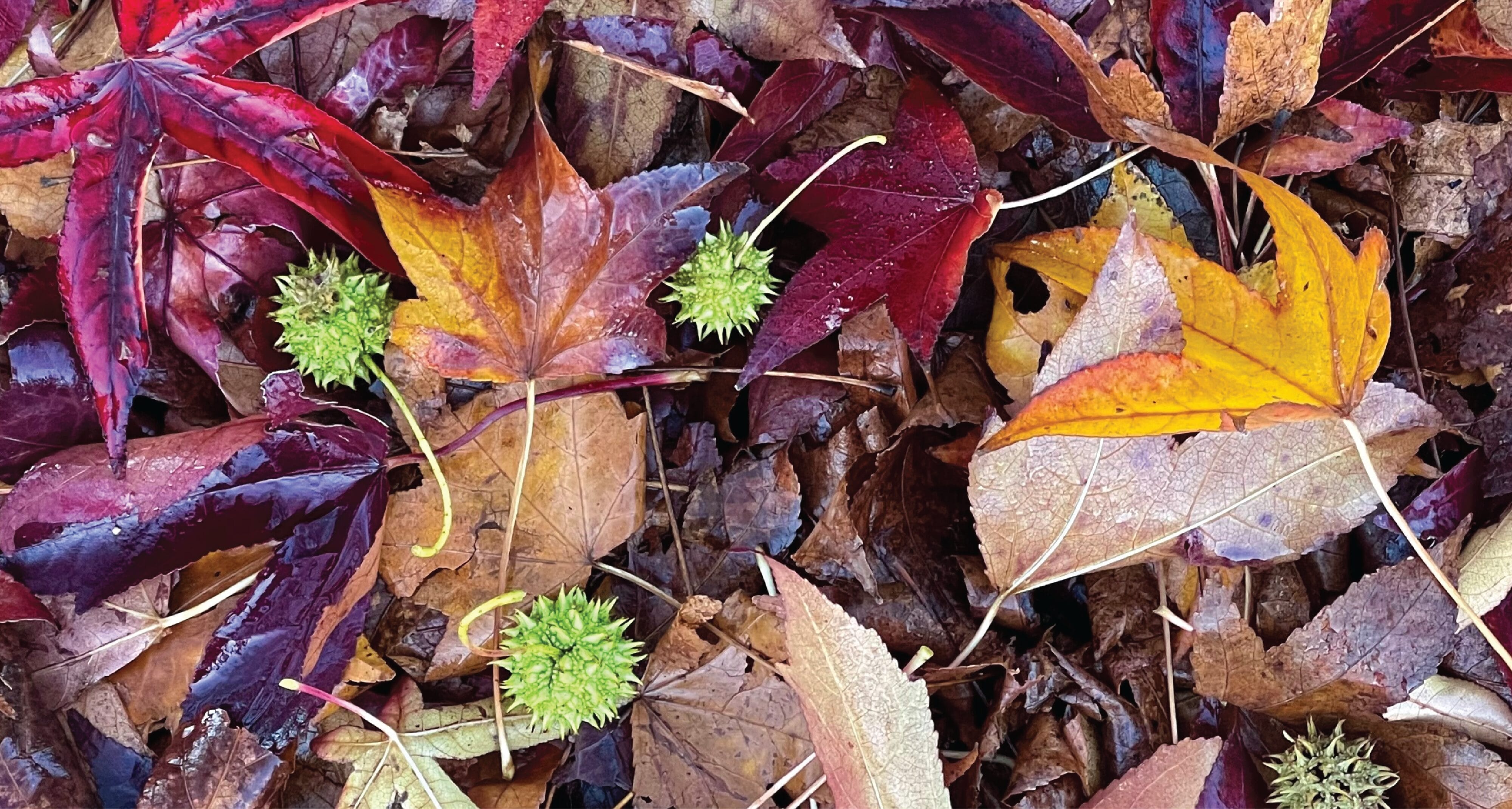 Colour Trends - Inspired by Nature Colour Trends - Inspired by Nature